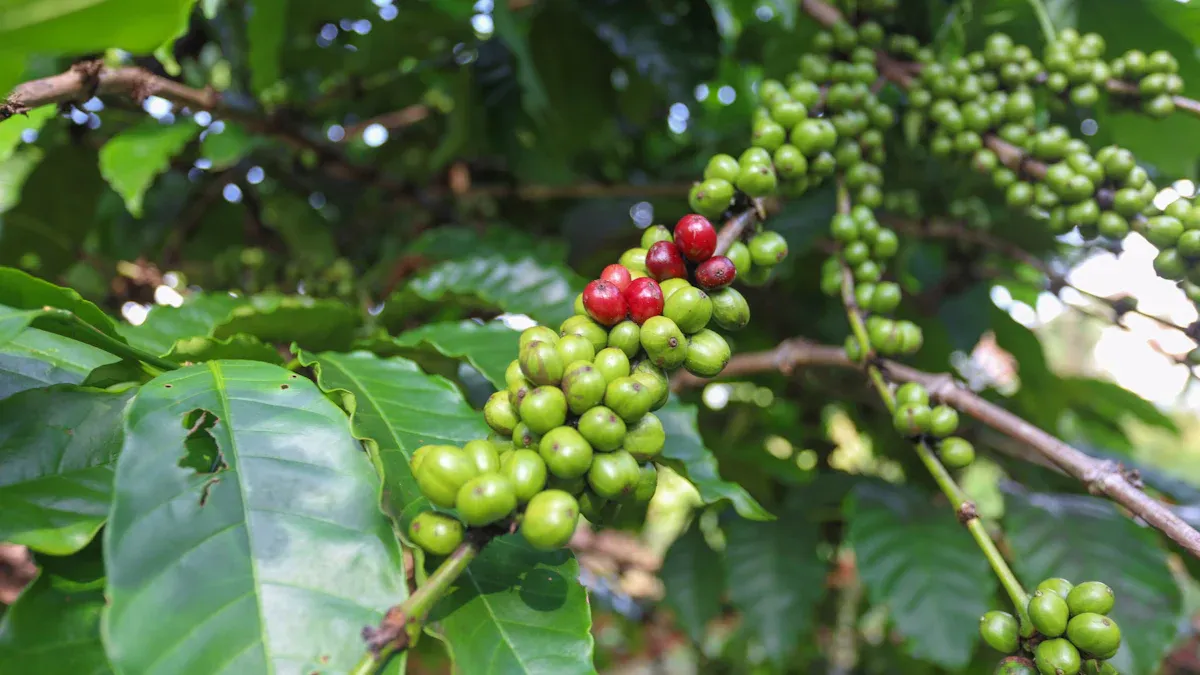 Arabica Characteristics