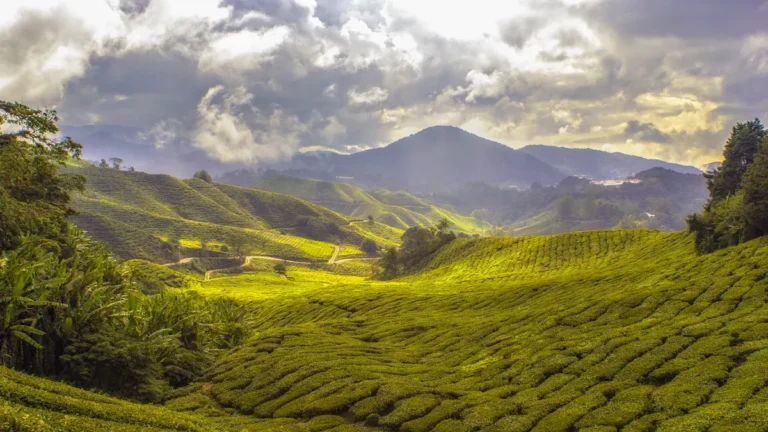 How Altitude Impacts Coffee Bean Flavor and Quality