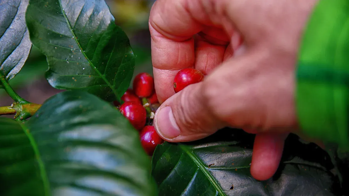 Ethical Coffee Sourcing