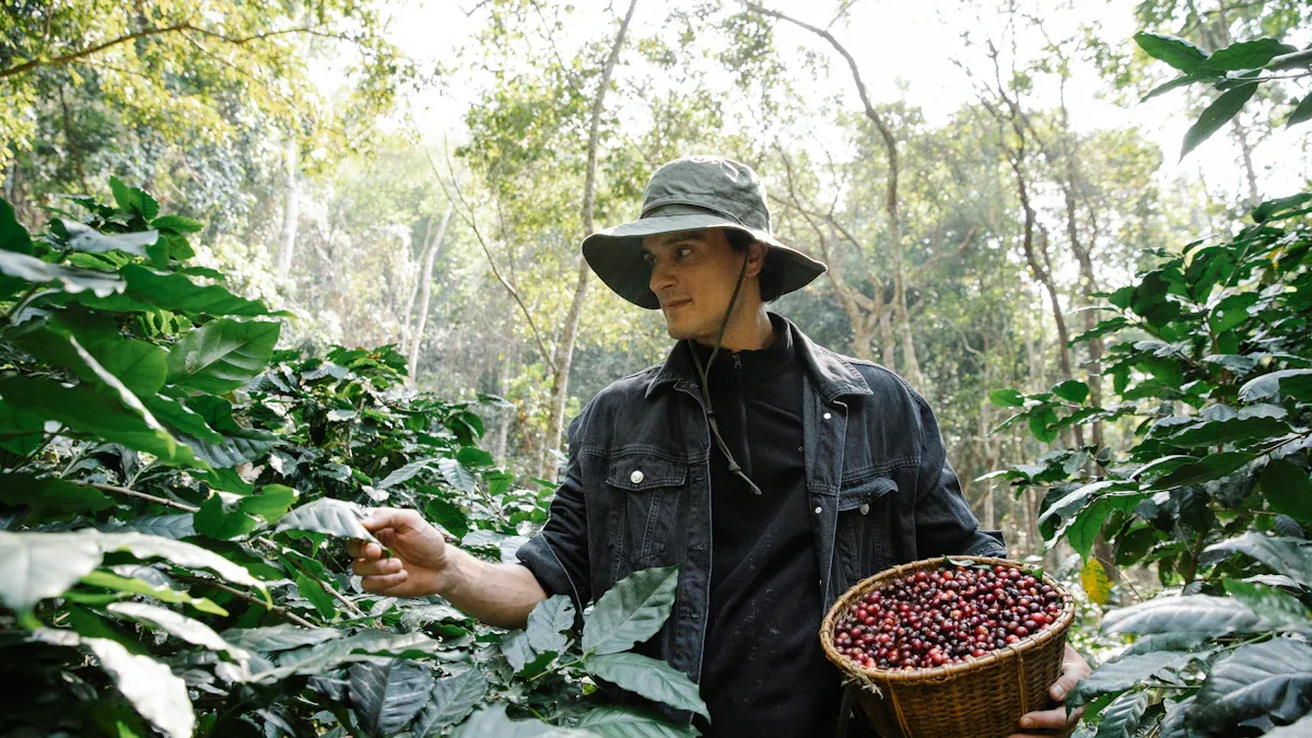 Sustainable Coffee
