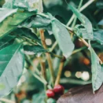 Sustainability in Coffee Culture: Ethical Sourcing and Eco Practices