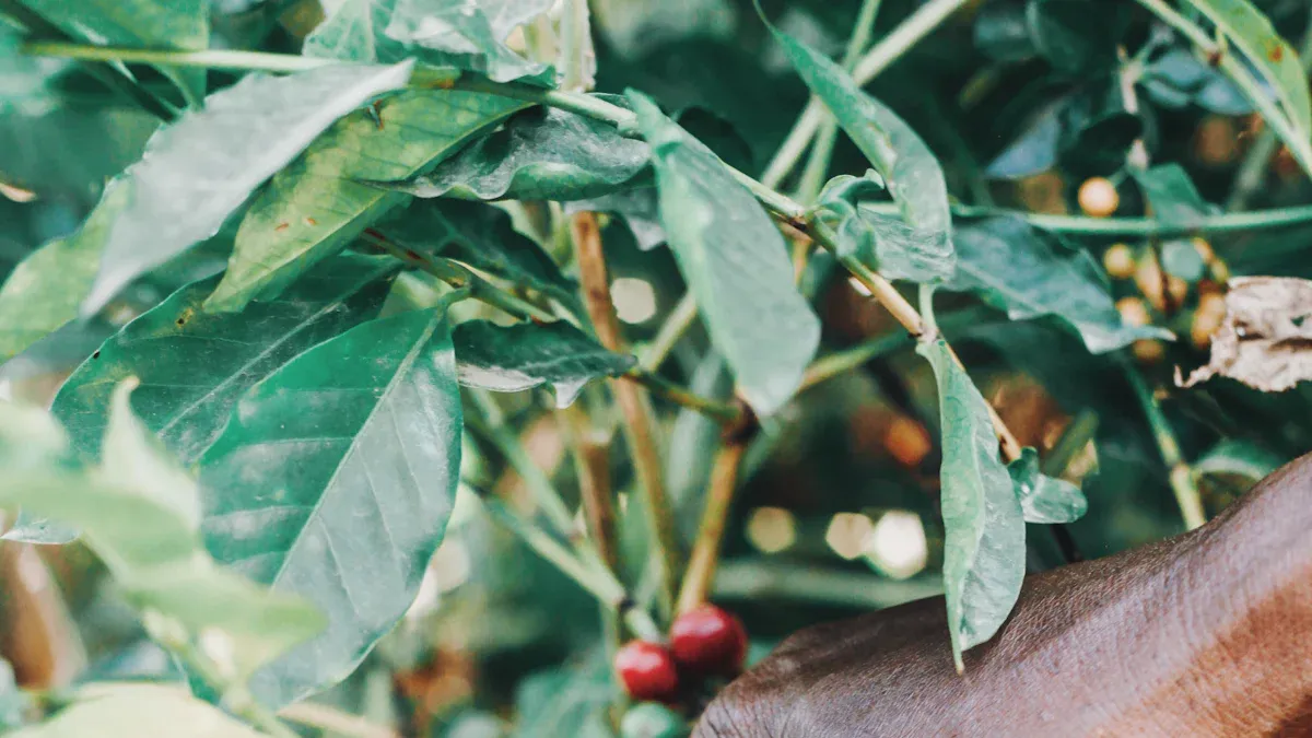 Sustainability in Coffee Culture: Ethical Sourcing and Eco Practices