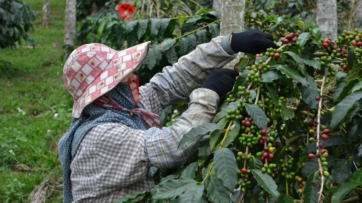 The History and Evolution of Coffee Bean Cultivation