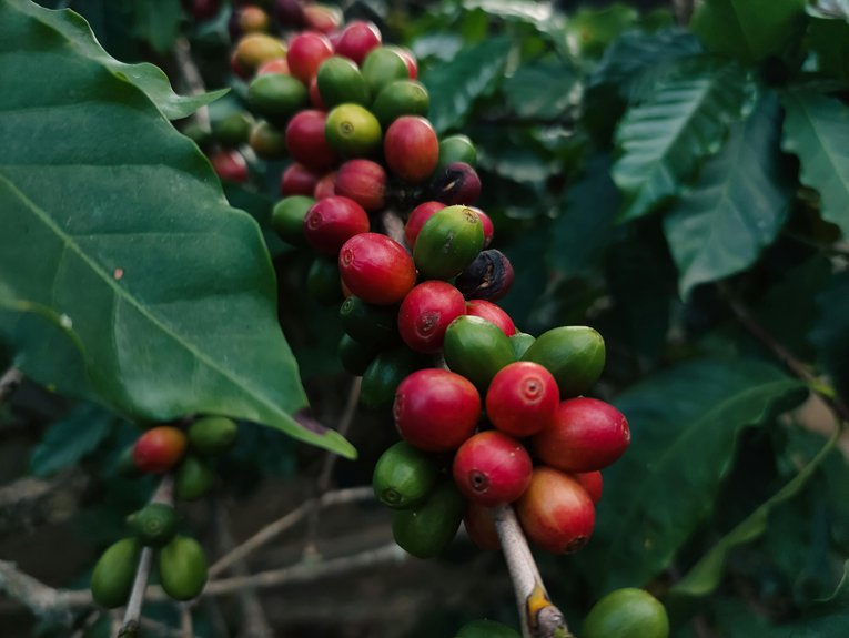 coffee beans are cherries