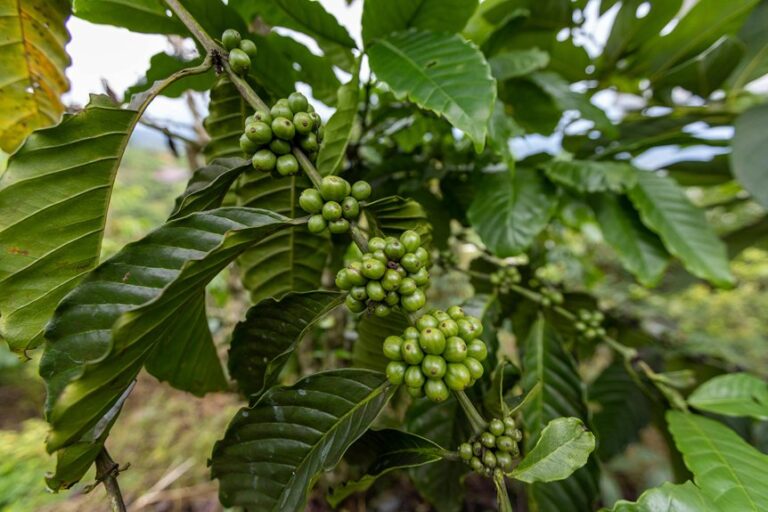 coffee plant lifecycle stages