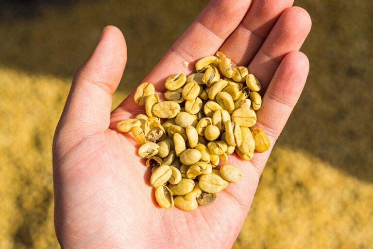 from plantation to roasting